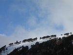 SX02795 Blue sky over trees on snowy Camaderry mountain.jpg